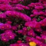 Profile photo of Ngân Tiếu Thị Thanh